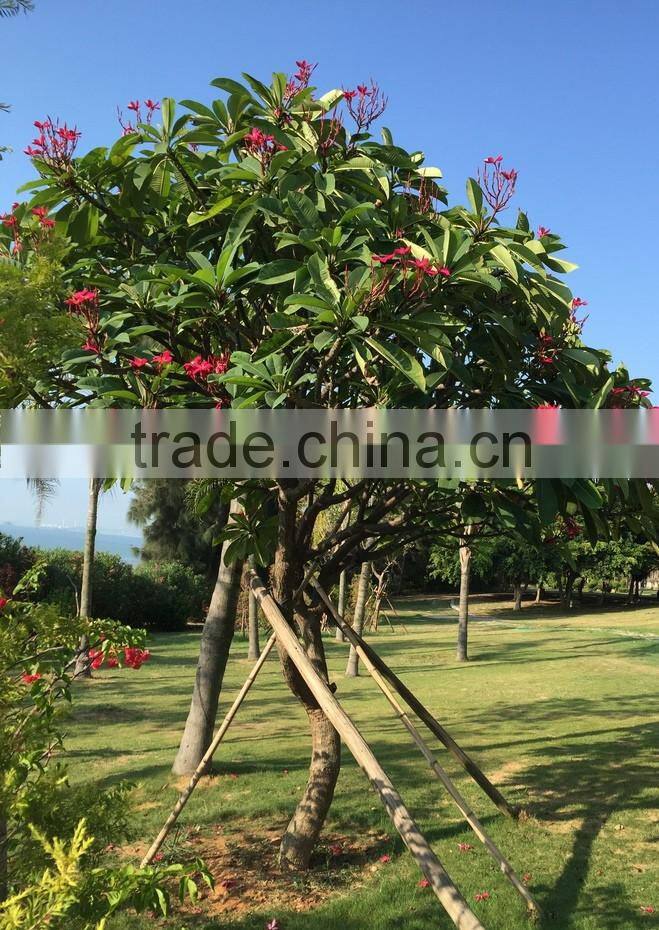 Red Flower Plumeria Rubra L. cv. Acutifolia