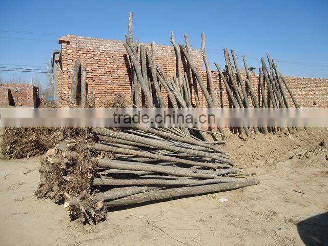 Ulmus pumila L. seedling