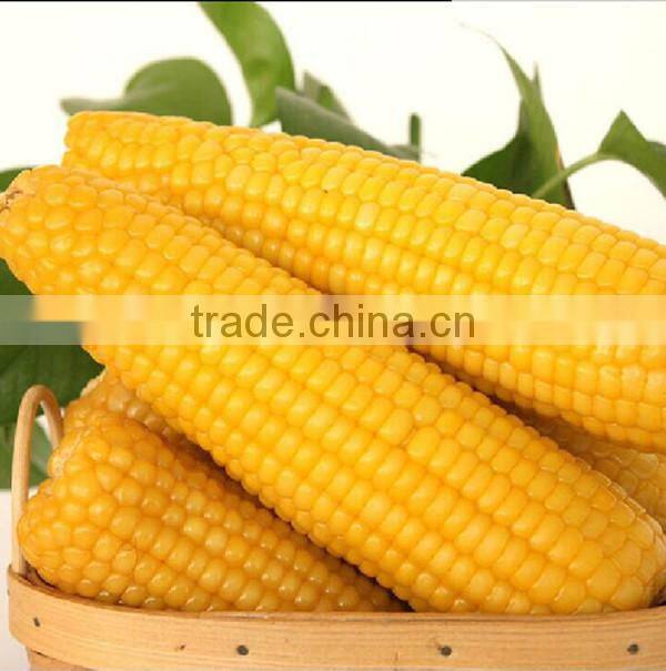 NCO06 Ziyi F1 yellow corn price,corn seeds factory