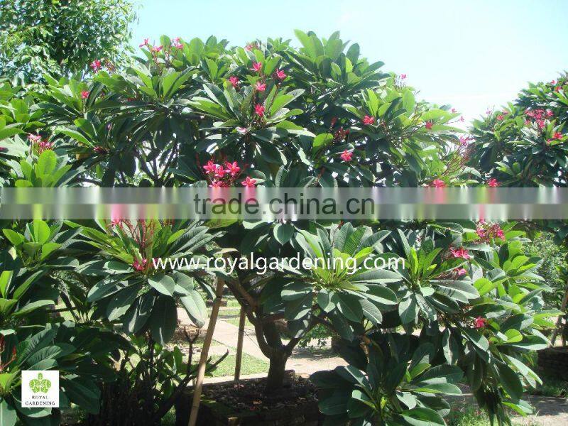 plumeria rubra trees