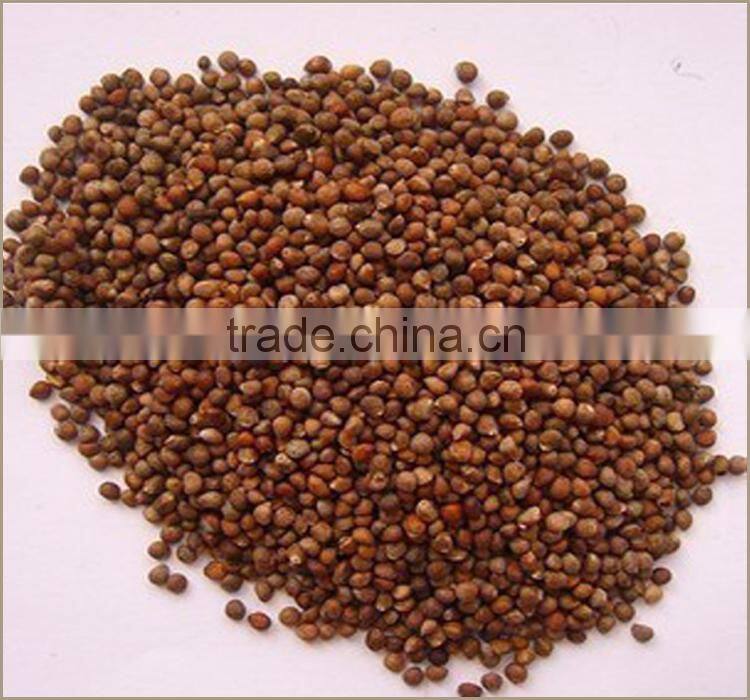 High Quality Perilla Seeds Extract, Perilla Seed Oil, Perilla Oil