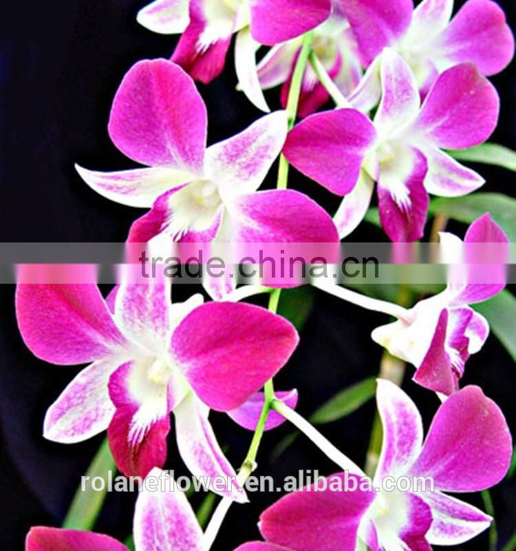 purple cattleya orchid plants export for wedding event decoration