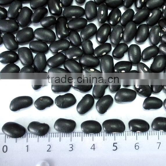 Small Black Kidney Bean