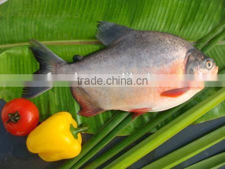 wild new arrival red pomfret fish from china
