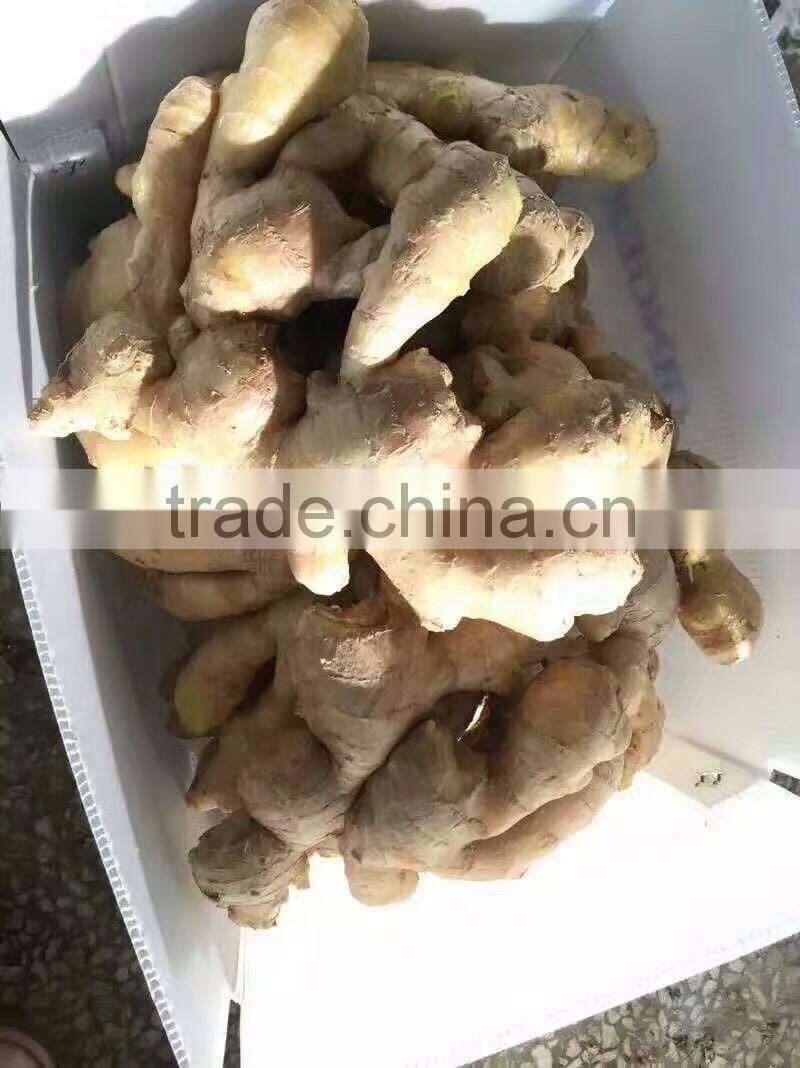 wholesale high quality Chinese fresh ginger
