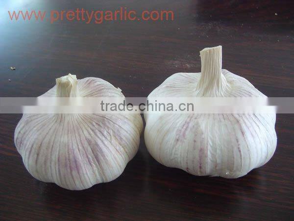 2010 crop garlic 5.0cm