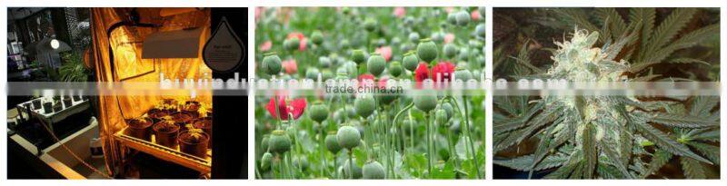 Rectangular Shape greenhouse 300w Plant Growing Lamp