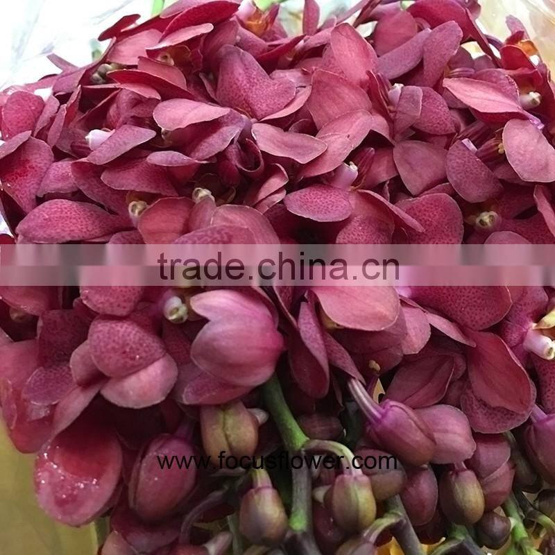 Wedding Fresh Cut Red Orchid Plants From China Wholesale