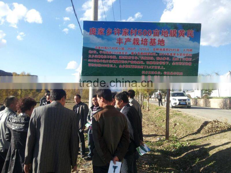 astragalus membranaceus