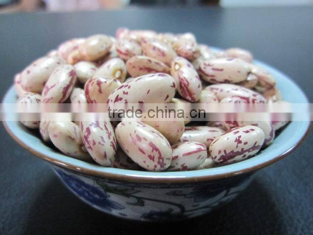 Light Speckled Kidney Bean 2010 long shape