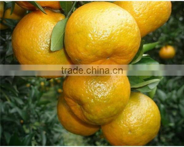 names of fruit products mandarin orang with complete price