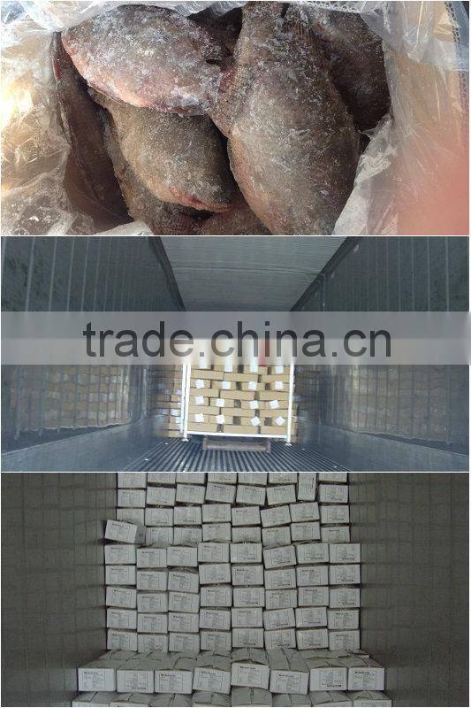 Whole round tilapia suppliers from China