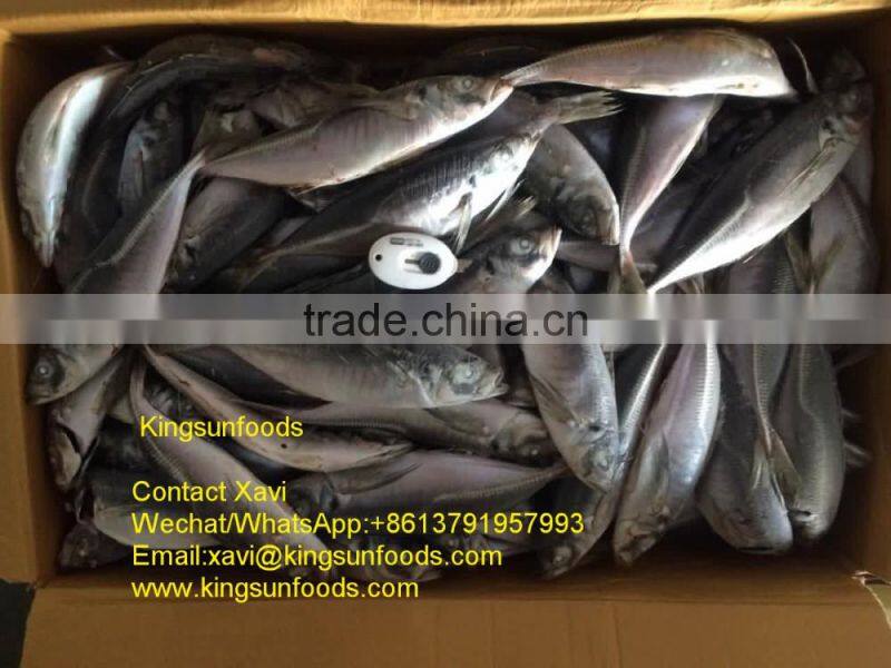 Whole Sale Good Price Frozen Horse Mackerel