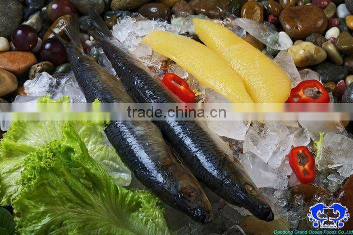 Frozen herring fillet IQF seafood