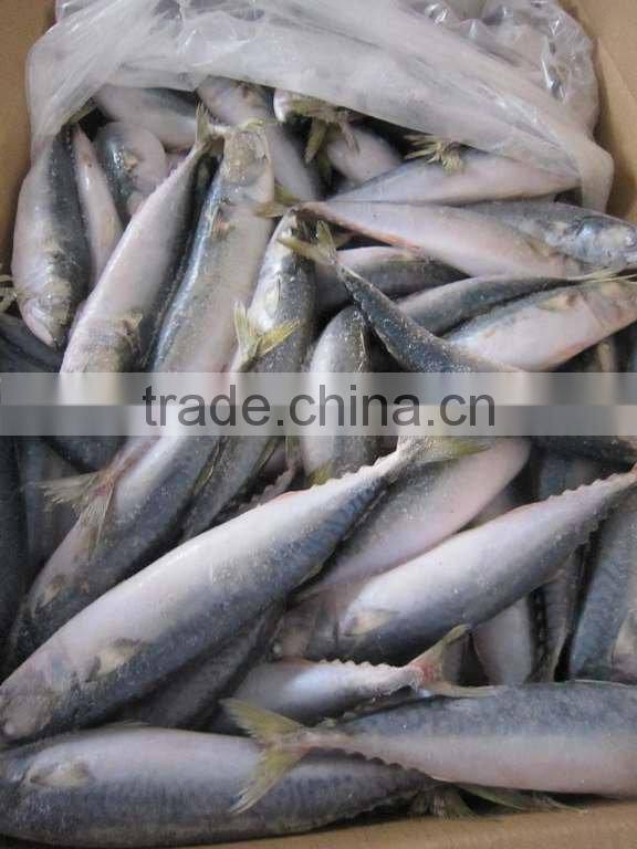 frozen mackerel(clean and fresh)