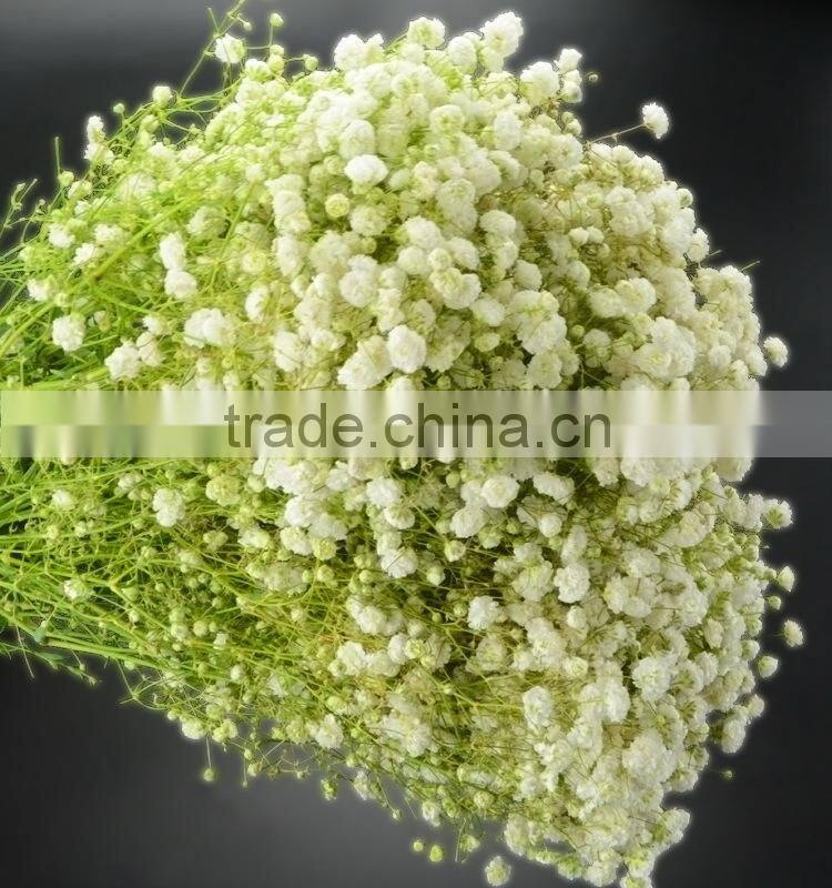 Fresh color unique flower gift gypsophila