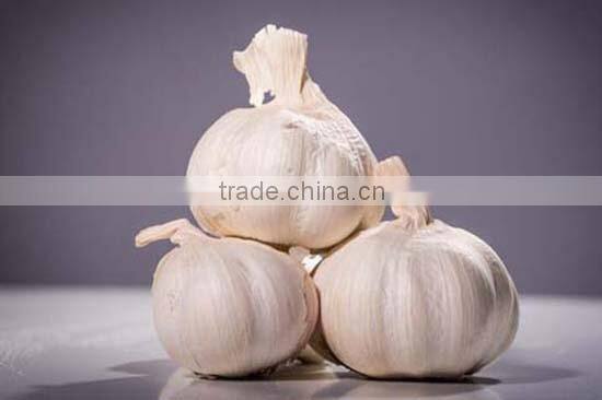 2016FRESH GARLIC