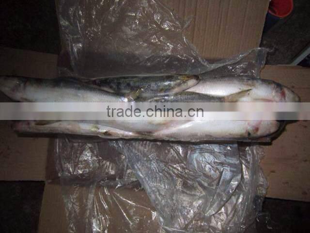 benefit of eating horse mackerel