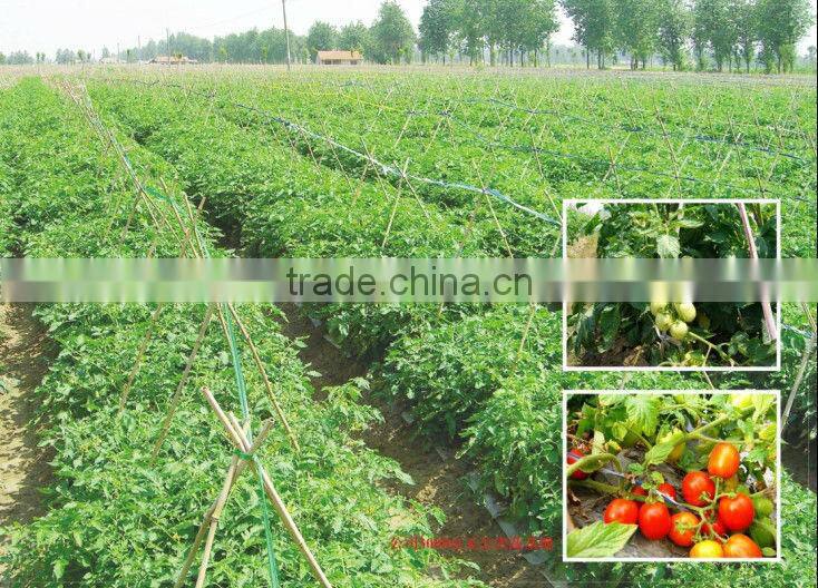 Delicious tomato paste with low price 800g canned tomato paste