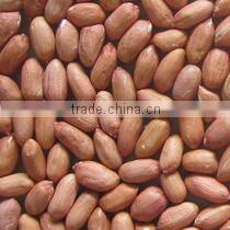 Raw Peanuts Inshell New Crop