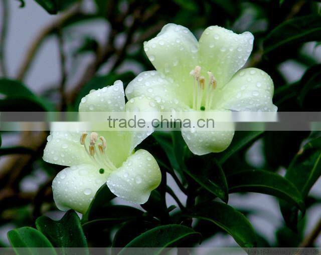 evergreen foliage Fagraea ceilanicaof outdoor indoor landscaping decorative ornamental plants
