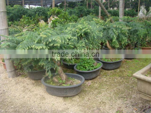 Araucaria heterophylla