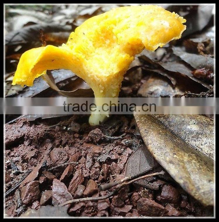 organic dried cantharellus cibarius mushroom