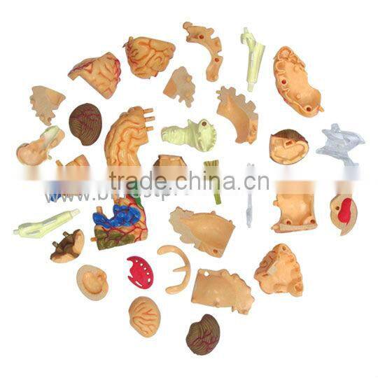 4D Brain Anatomical Model