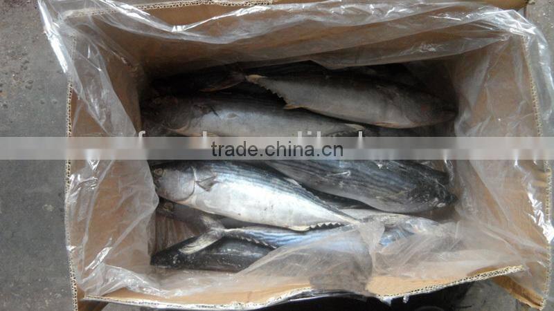 Frozen sea frozen bonito with cheap price
