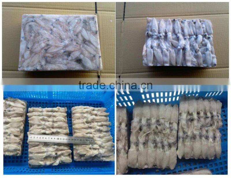 frozen baby loligo squid
