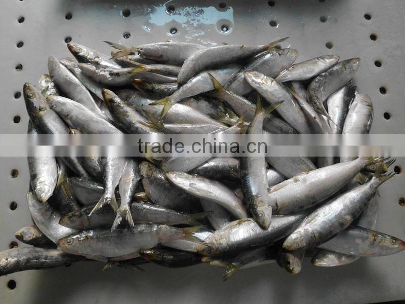 Good quality frozen Sardines 6-7pcs/kg
