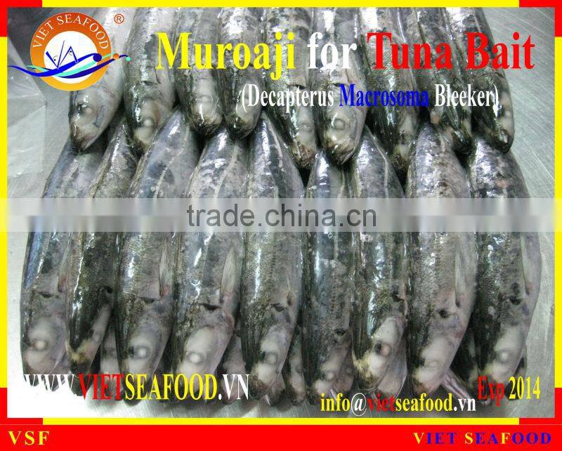 MUROAJI FOR TUNA BAIT
