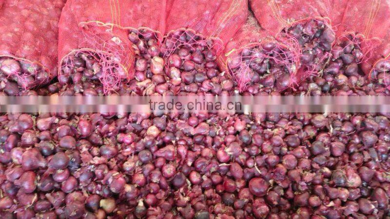 fresh onion from egypt high quality
