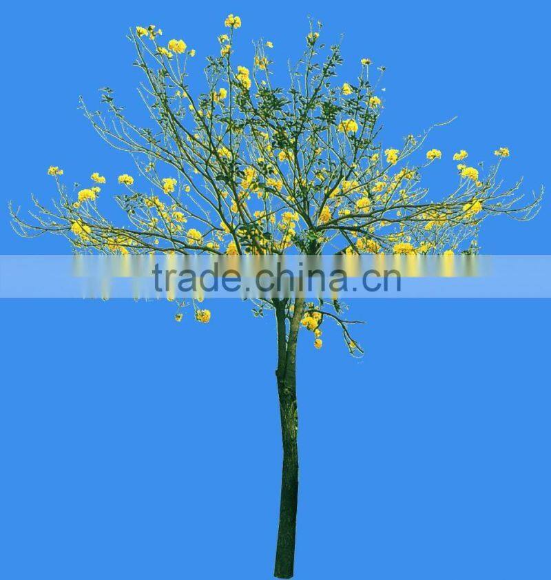 Tabebuia chrysantha