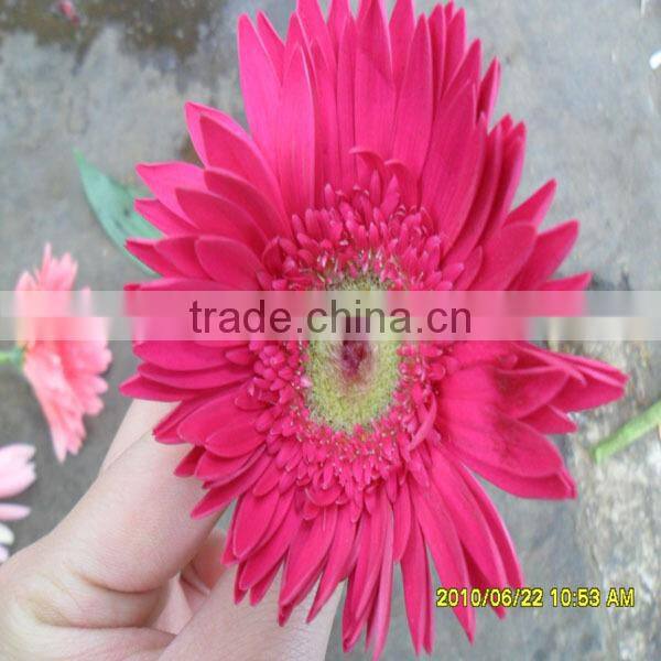 wholesale fresh gerbera flower with high quality
