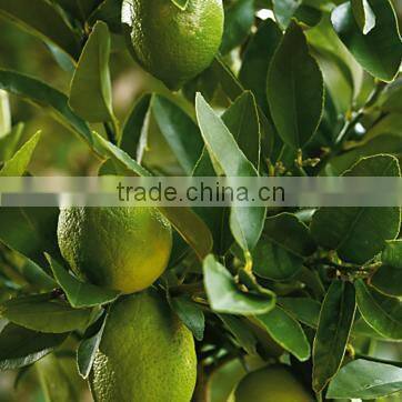 100 % NATURAL LIME OIL OEM / ODM / GMP / ISO Approved ( Citrus Aurantifolia )