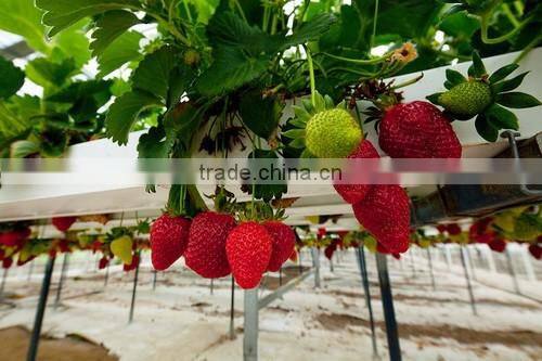 Green House NFT PVC Hydroponic pipe for Strawberry