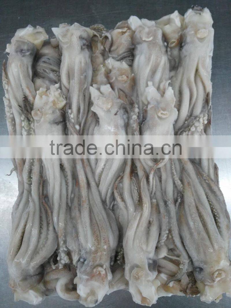 Frozen Tweed Bait squid Heads