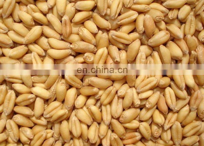 Most popular rice cleaning machine grains winnower grain thrower machine