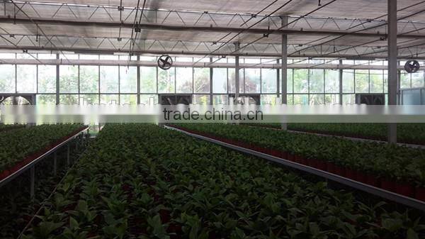 Commercial Greenhouse for Sale