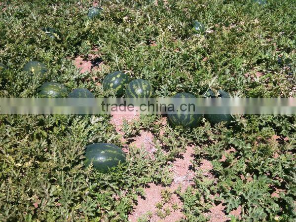 Fresh Sweet watermelon