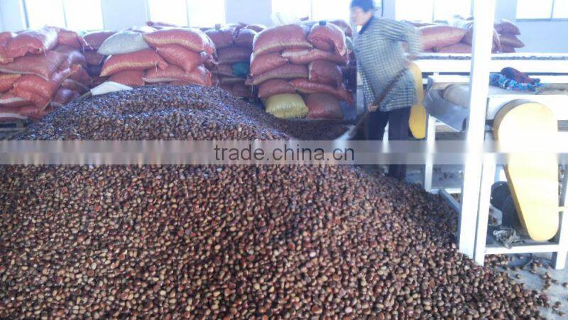 organic water chestnut best quality
