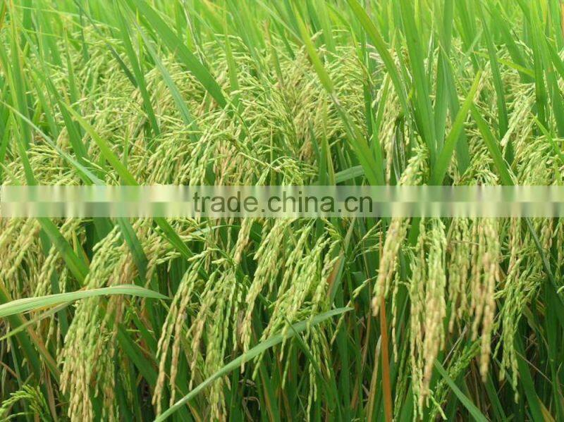 LOW PRICE JASMINE RICE FROM VIETNAM WHOLESALE