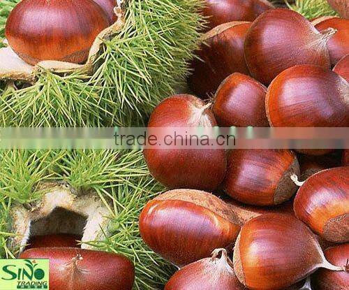 Organic dried chestnut