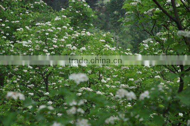 Freeze Dried Pitted Hawthorn Berry Slice Healthy Berry Snacks