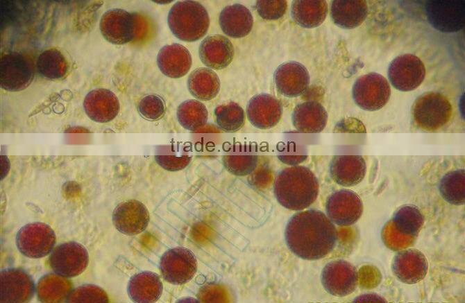 Natural Astaxanthin Haematococcus pluvialis powder