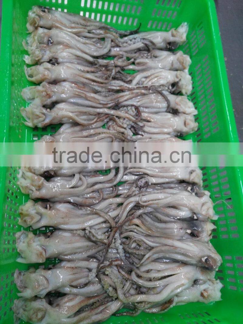 Frozen Tweed Bait squid Heads