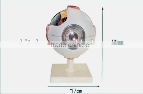 Eyeball enlargement and anatomy structure model teaching medical biology science and education instrument 6 times 3