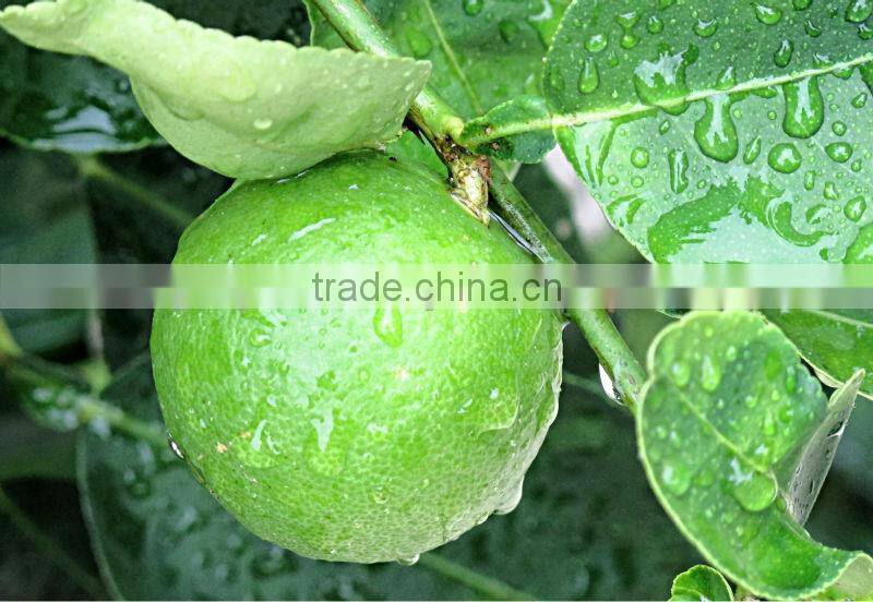 Pure Lime Essential Oil