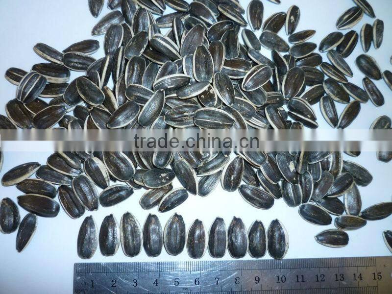 chinese fresh sunflower seed 5009 hot sale